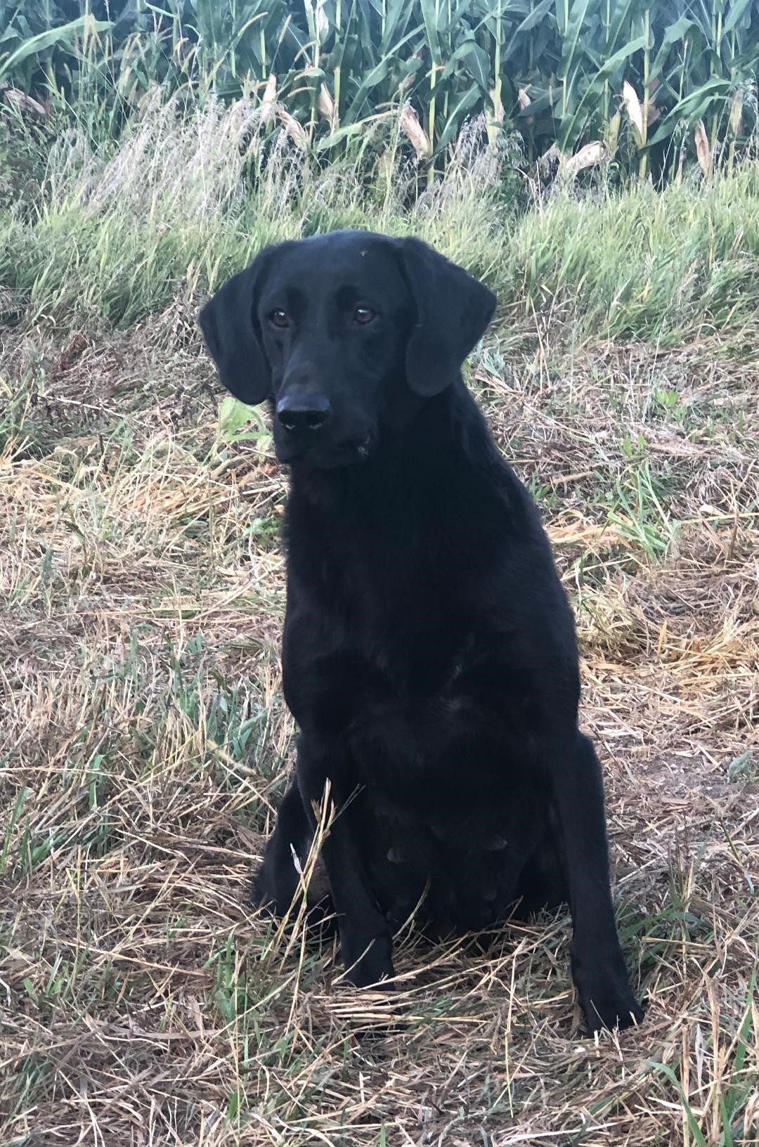 Lincoln Creek's Sky's The Limit | Black Labrador Retriver