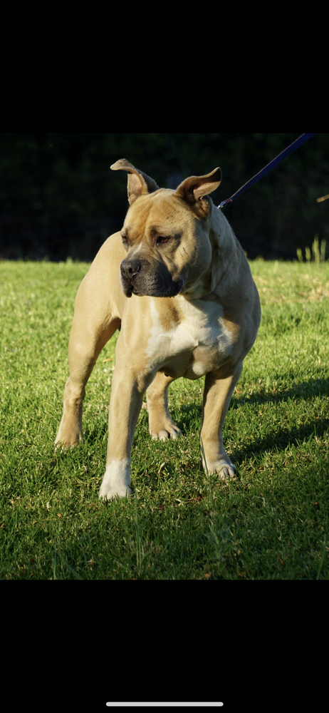 Rythmnblu Lil Oreilly | American Staffordshire Terrier 