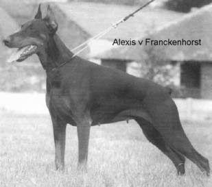Alexis v. Franckenhorst | Black Doberman Pinscher