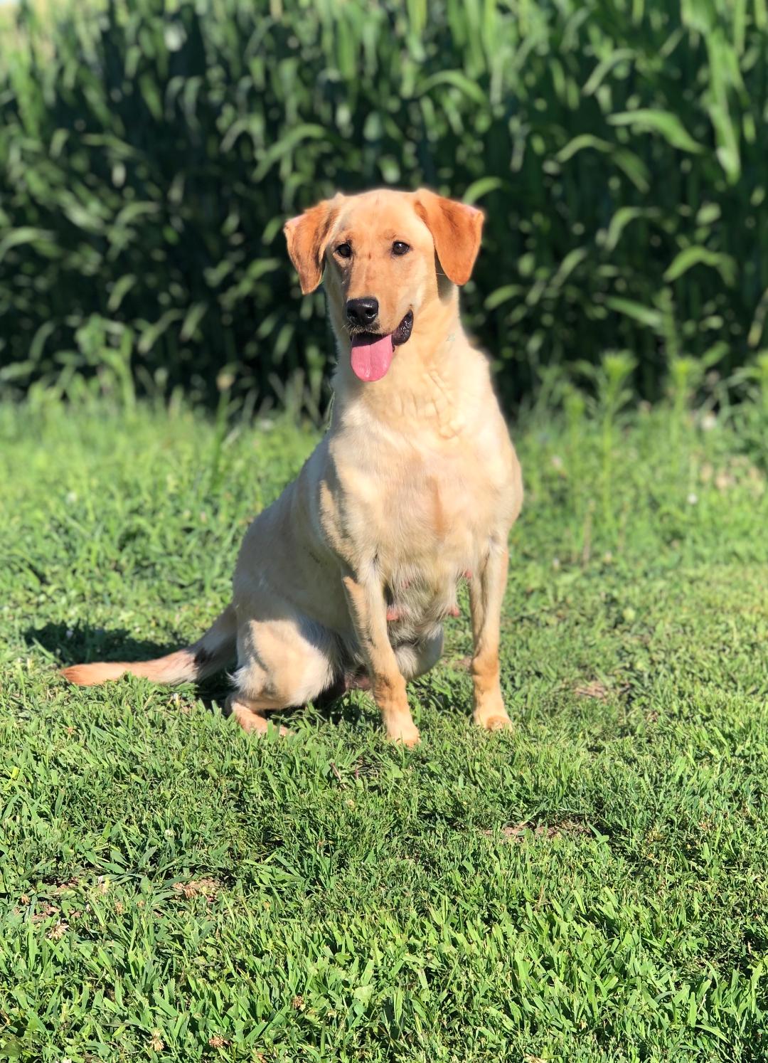 Lincoln Creek's Raised Royal JH | Yellow Labrador Retriver