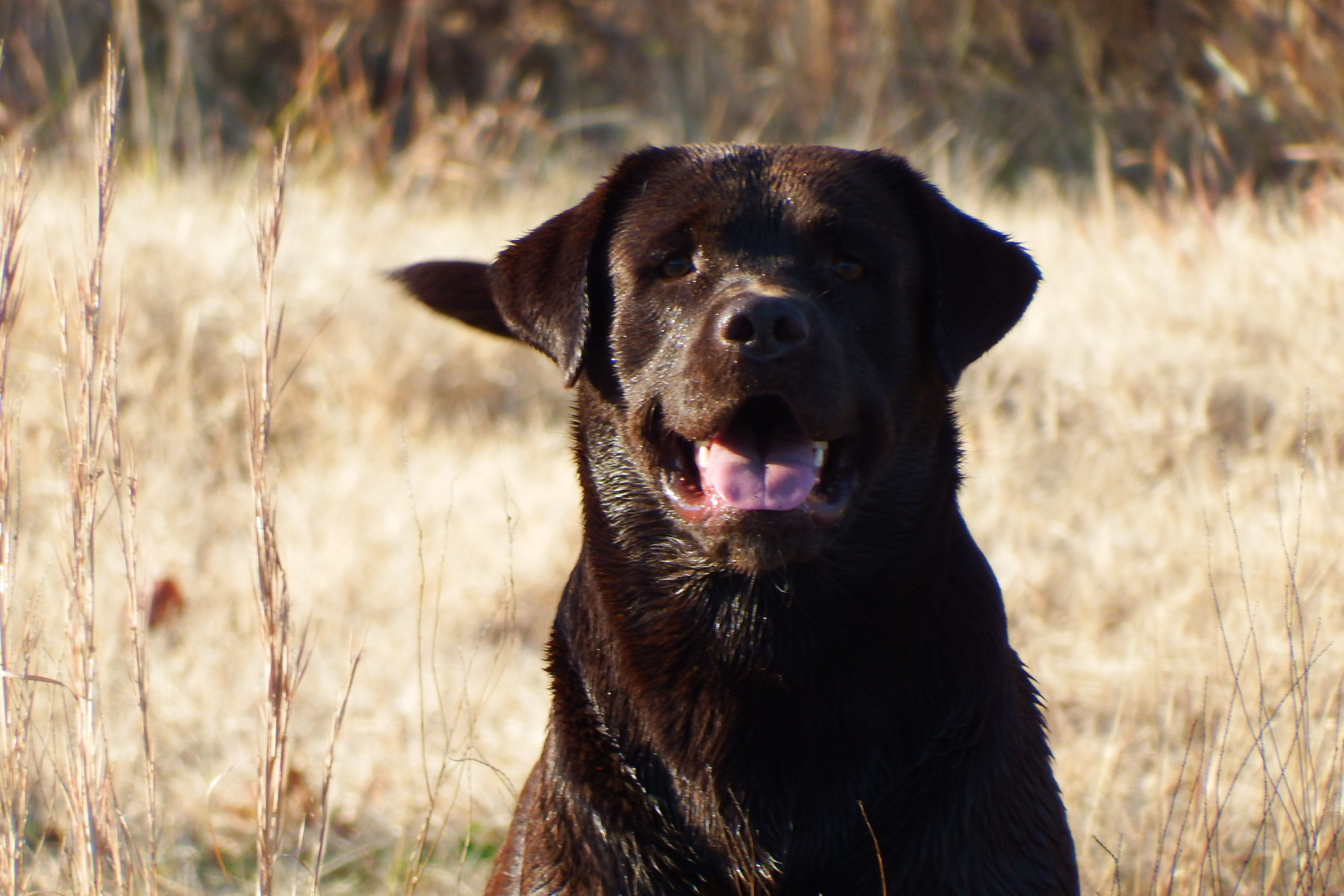 Twisted Rivers Styx And Stones | Chocolate Labrador Retriver