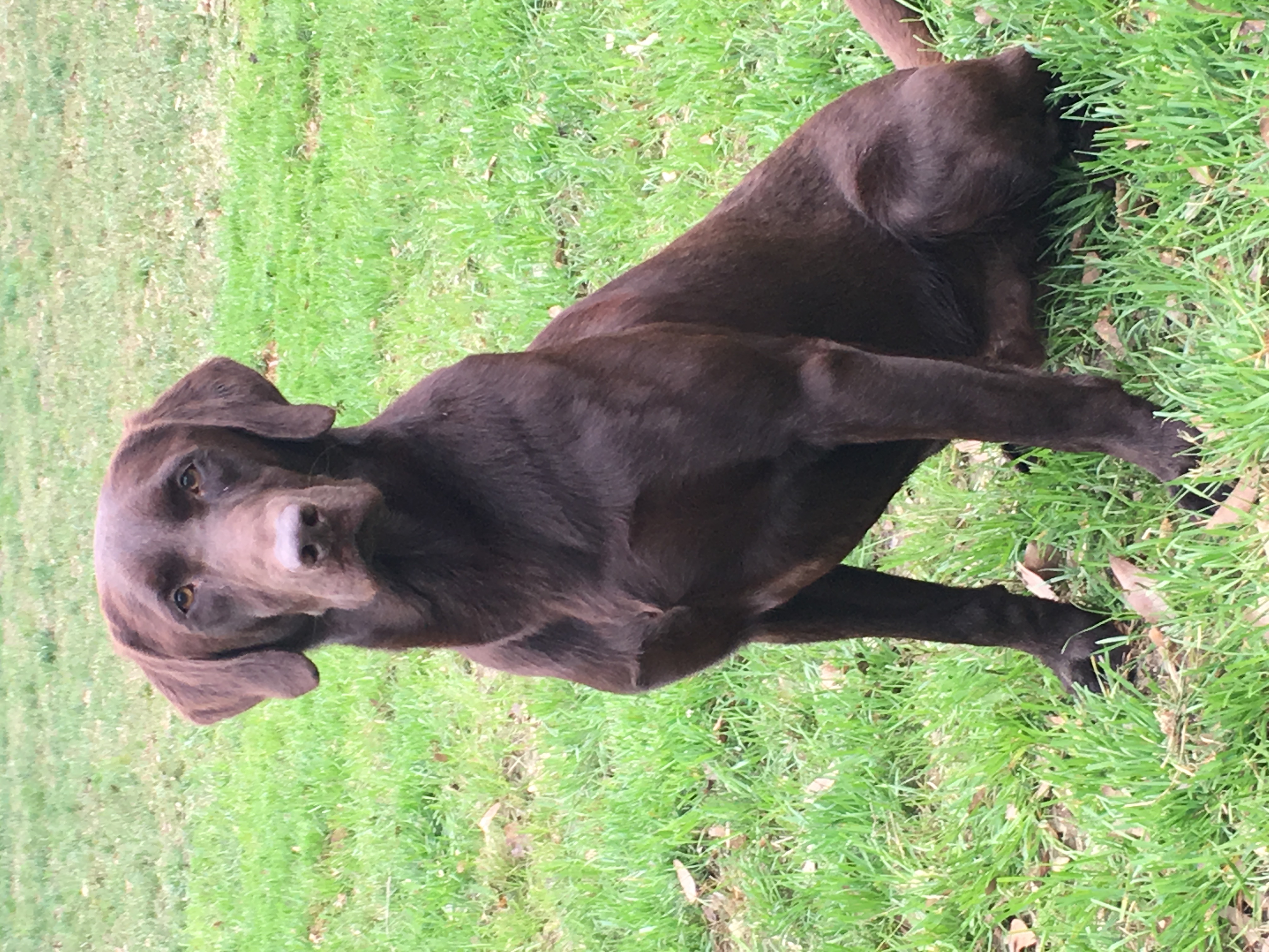 HRCH Legendary Roux’s Best Gumbeaux | Chocolate Labrador Retriver