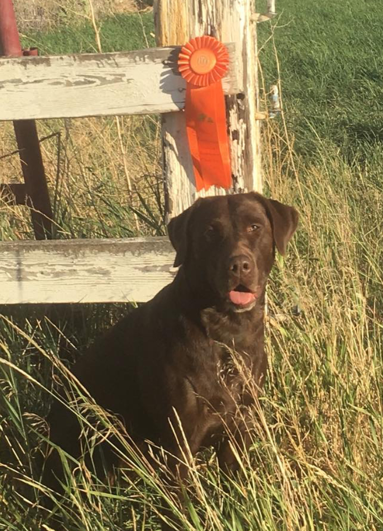 Windy Canyons Splash MH | Chocolate Labrador Retriver