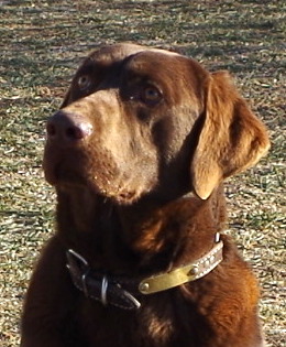 Show Me Wings Hershey | Chocolate Labrador Retriver