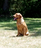 Show Me Wings Copper | Yellow Labrador Retriver