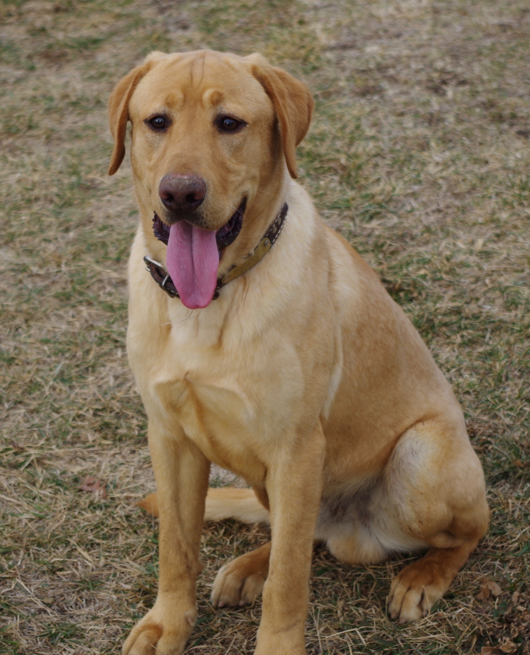 Show Me Wings Beau | Yellow Labrador Retriver