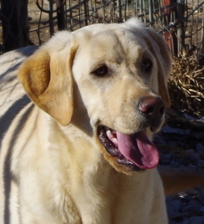 Show Me Wings Tess | Yellow Labrador Retriver