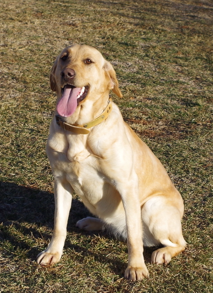 SHR Show Me Wings Faith | Yellow Labrador Retriver