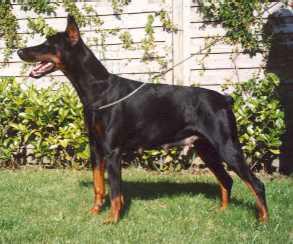 Ribana v.'t Duinezicht | Black Doberman Pinscher