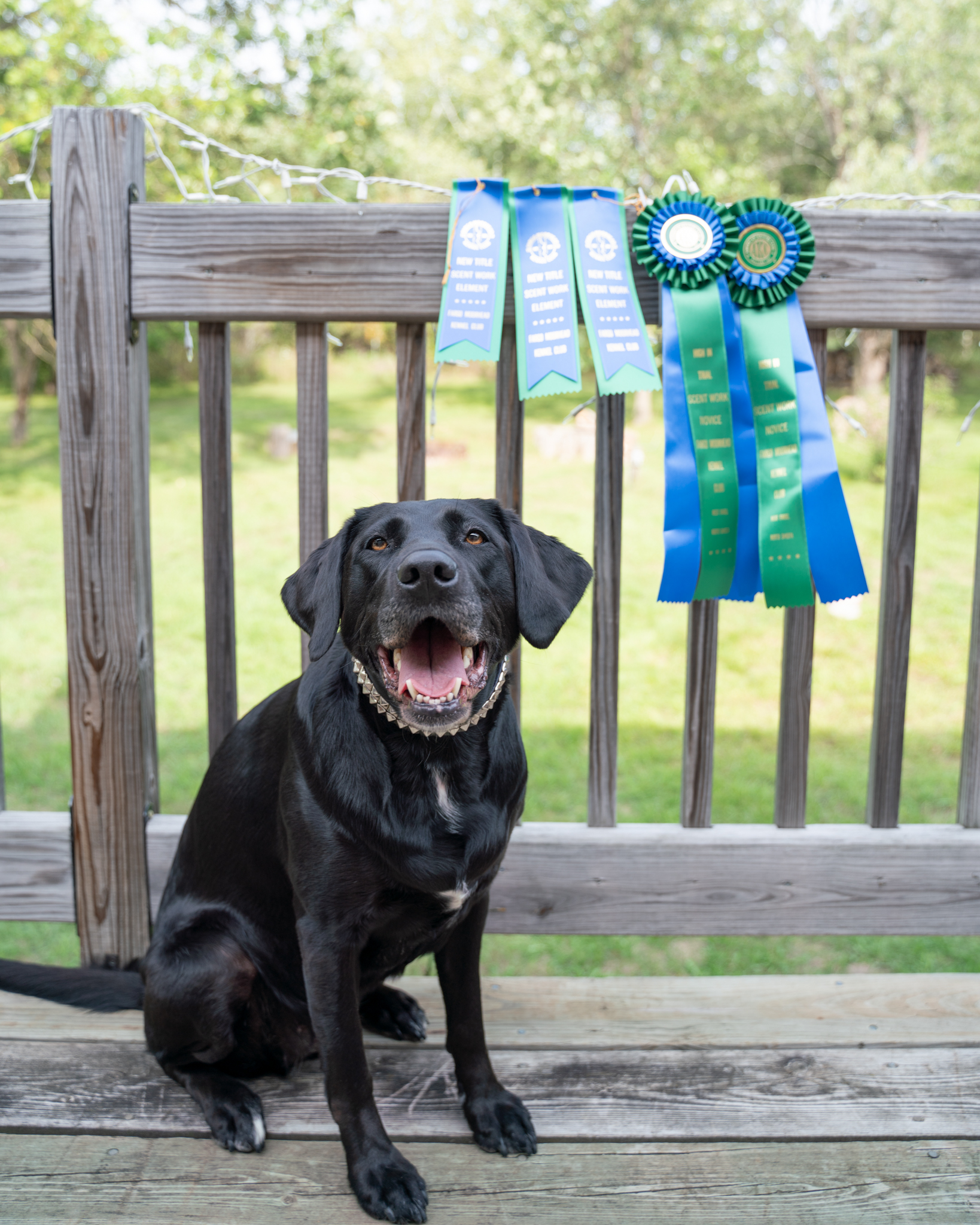 SHR URO1 Nyx's Super Nova RN BCAT ACT1 SWN SEA RATI DSX DJ AS AJ HDM HDS CGCA TKI ORT | Black Labrador Retriver