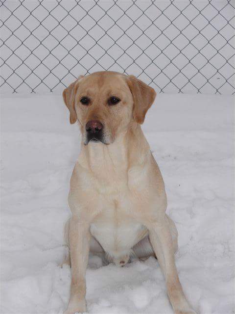 Mccoy's Buckskin Lab SH | Yellow Labrador Retriver