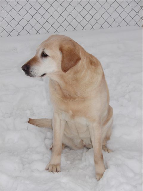 Mccoy's Second Ginger SH | Yellow Labrador Retriver