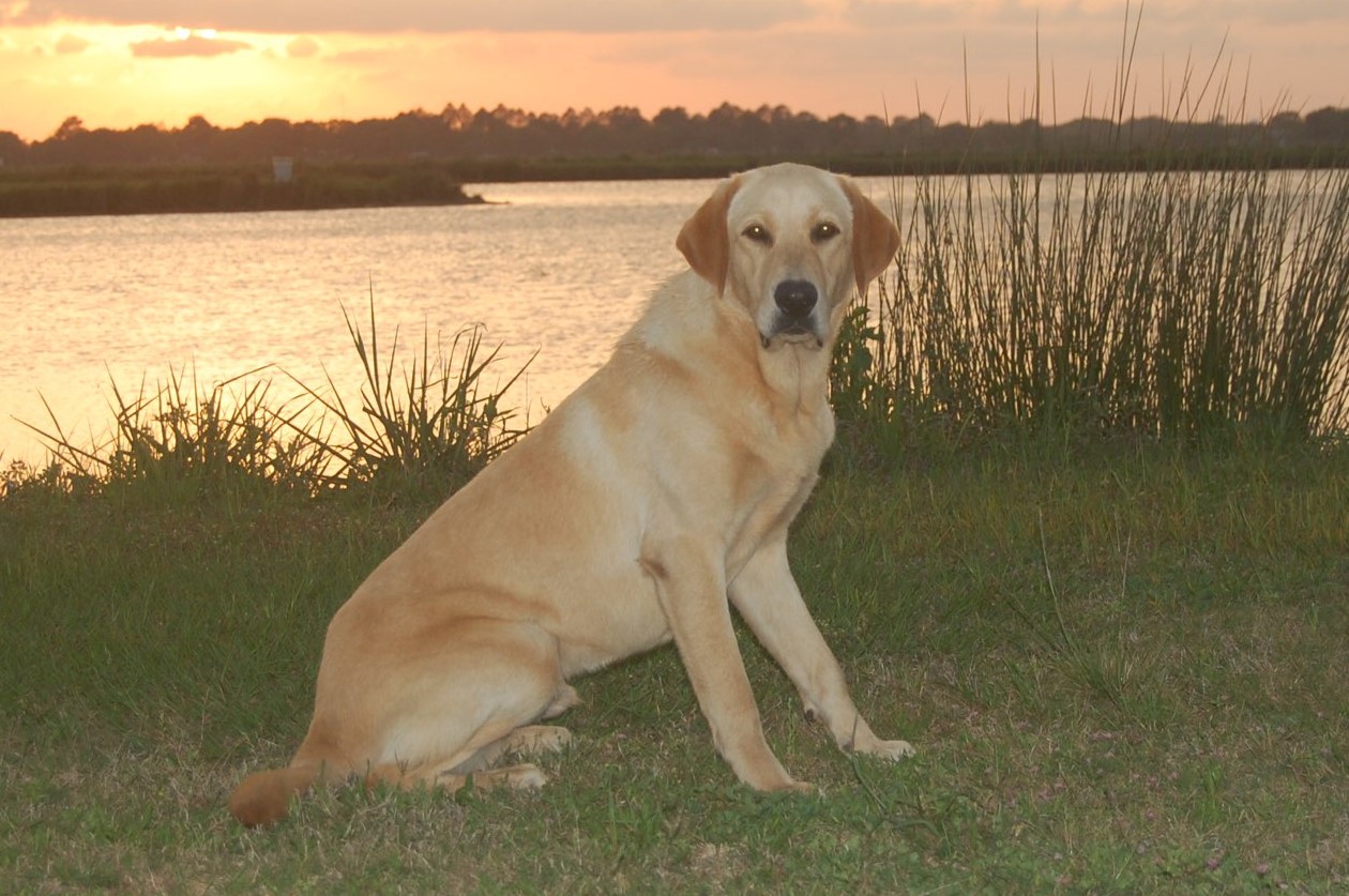 Riceland's Cold One | Yellow Labrador Retriver