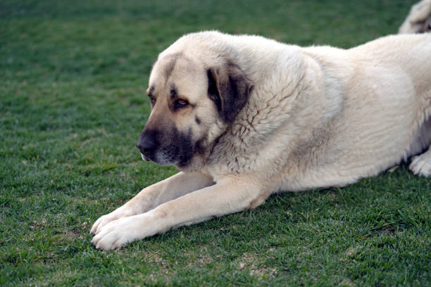 Anatolian Shepherd