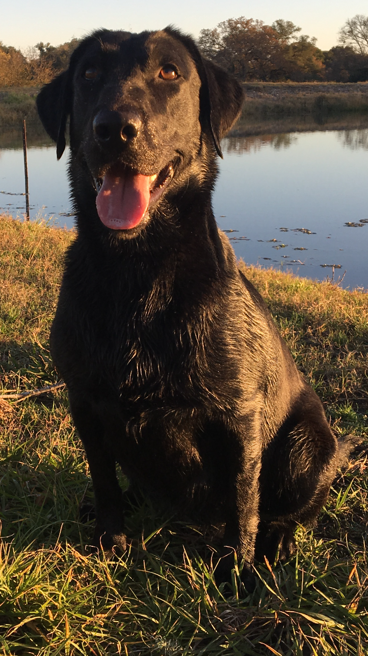 Murray's Ghadar Loirg Cavi O'Grady SH | Black Labrador Retriver