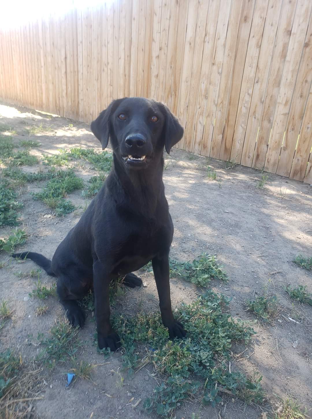 Ruthless Retriever's Gdr Ru MH | Black Labrador Retriver