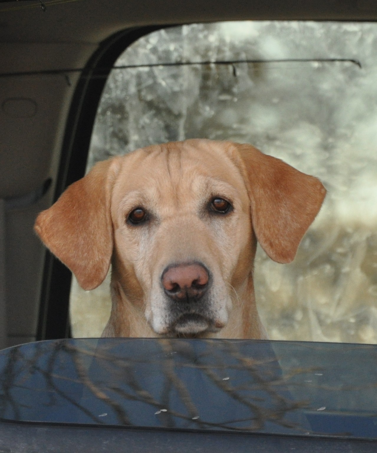 Duckdawgs Cooking With Heat | Yellow Labrador Retriver