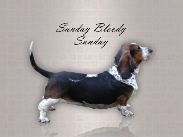 Sunday Bloody Sunday | Basset Hound 