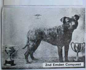 Emden Conquest | Staffordshire Bull Terrier 