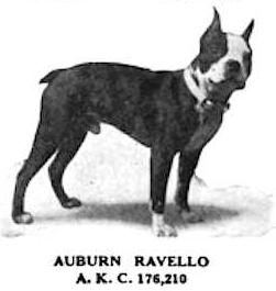 Auburn Ravello 176210 | Boston Terrier 