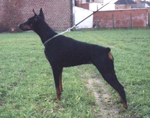 Nicole iz Sada Amarell | Black Doberman Pinscher