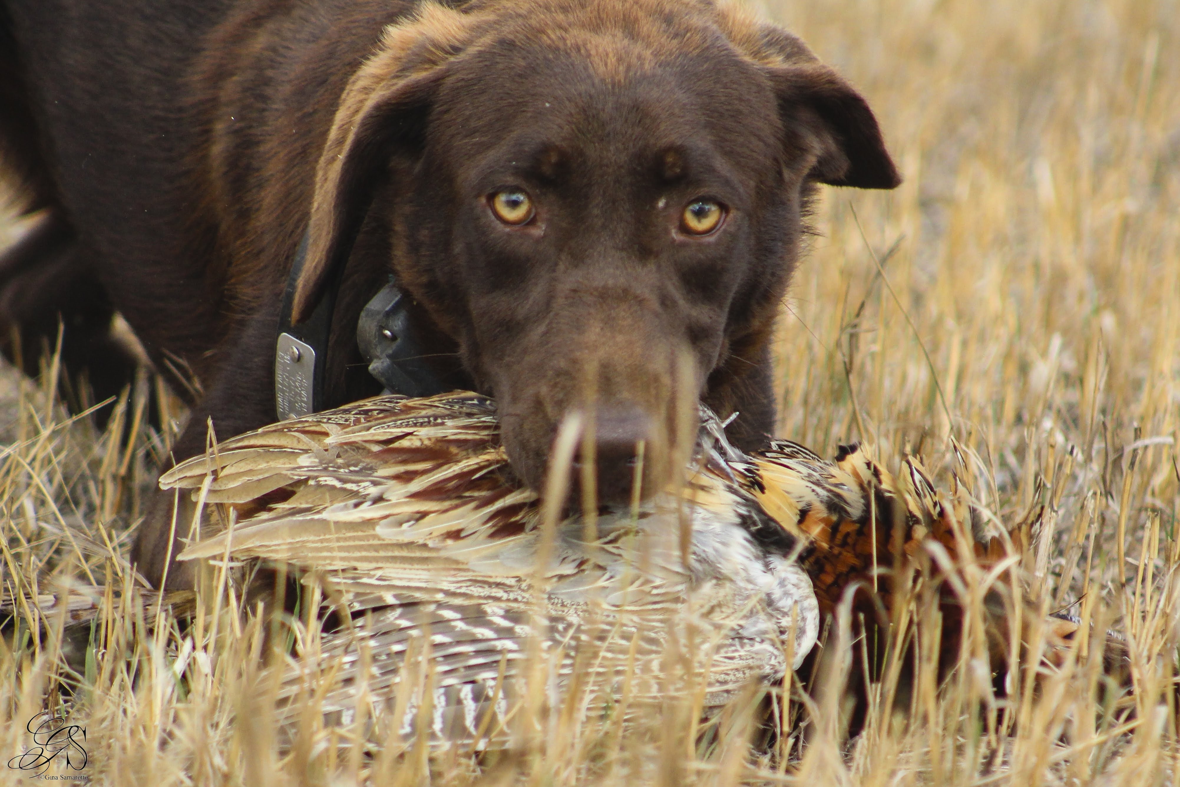 Jazz Of Rock Hard Pointing Labs | Chocolate Labrador Retriver