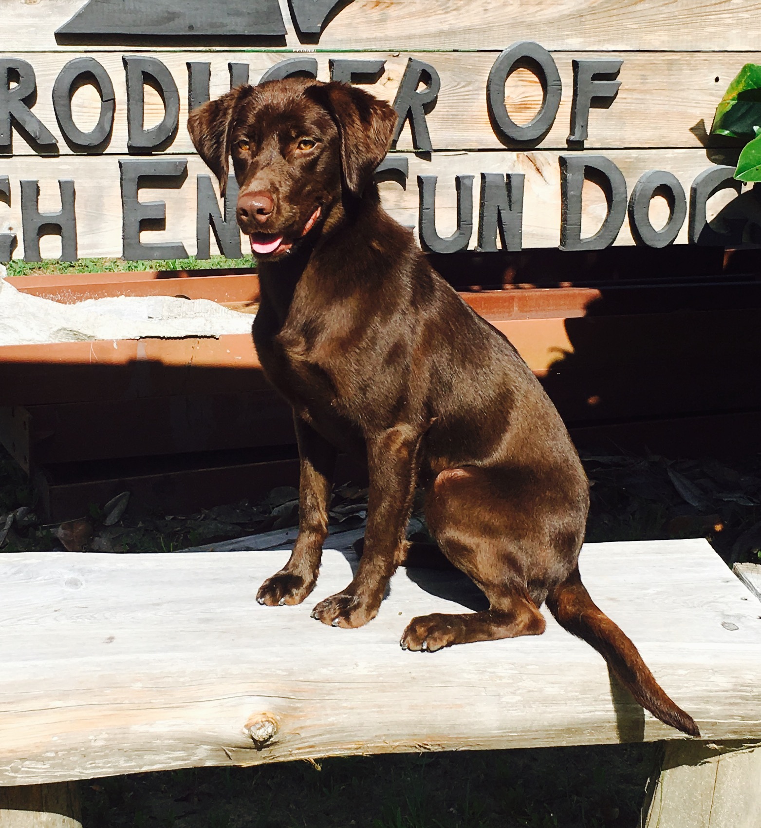 SHR Okatie River Consider Me Gone | Chocolate Labrador Retriver