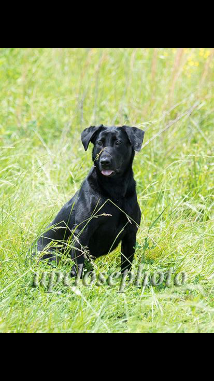 GRHRCH(4) UH A Star Is Shining In Katy MH  HOF | Black Labrador Retriver