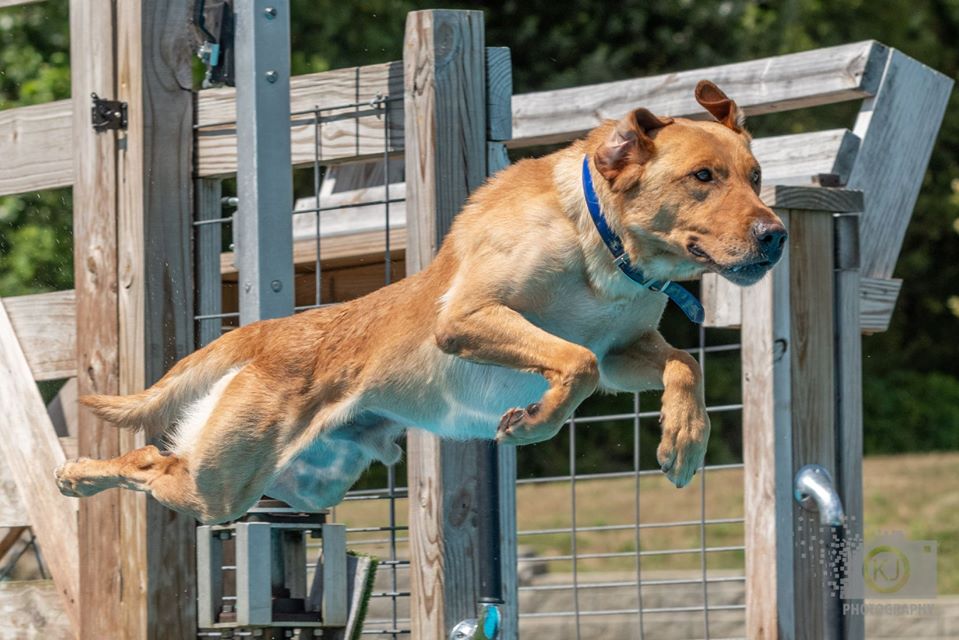 Lightnin's Flynn Ryder JH AS HDM DM BCAT CA | Yellow Labrador Retriver