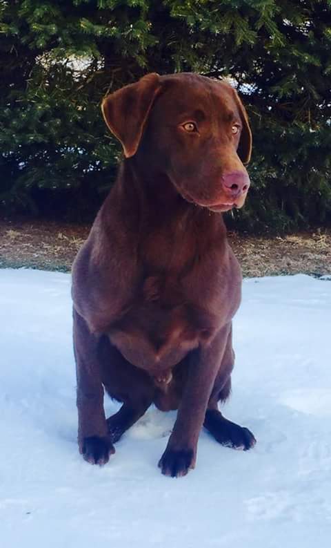 Kell's Two Guns One For Each Of Ya | Chocolate Labrador Retriver