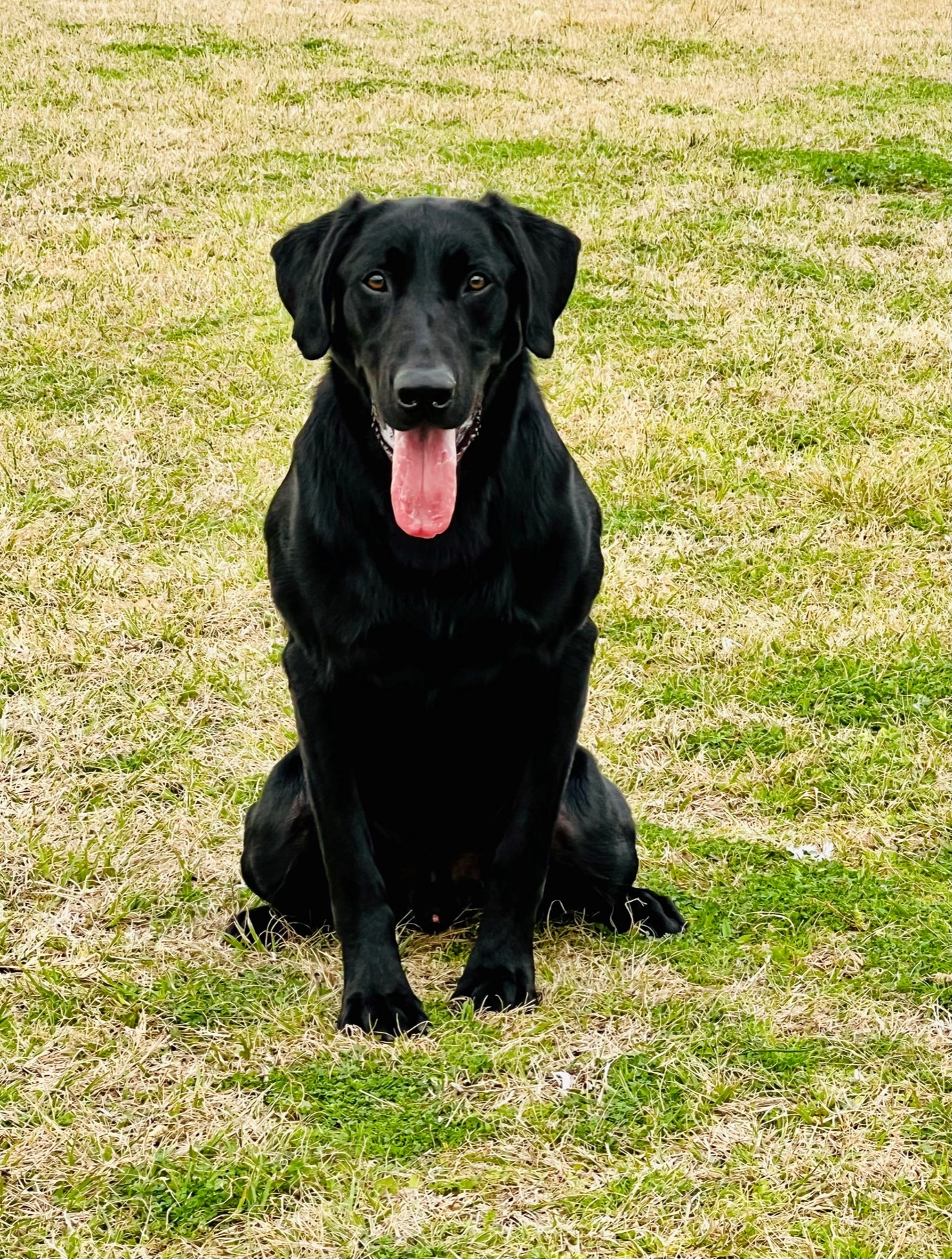 Category 5 Hurricane Reginald | Black Labrador Retriver