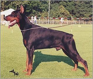 Graaf Quinton v. Neerlands Stam | Black Doberman Pinscher