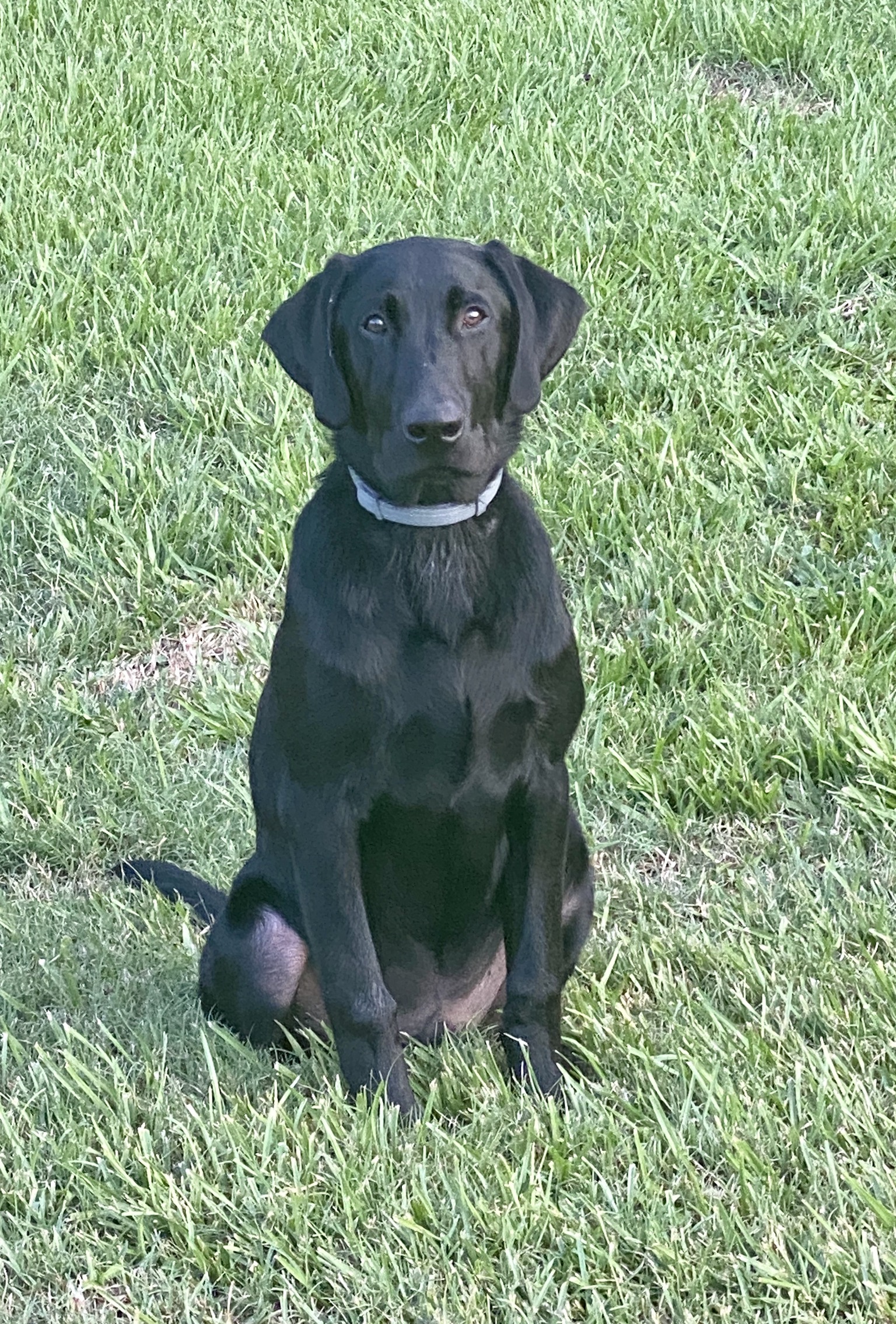 Category 5 Hurricane Reginald | Black Labrador Retriver