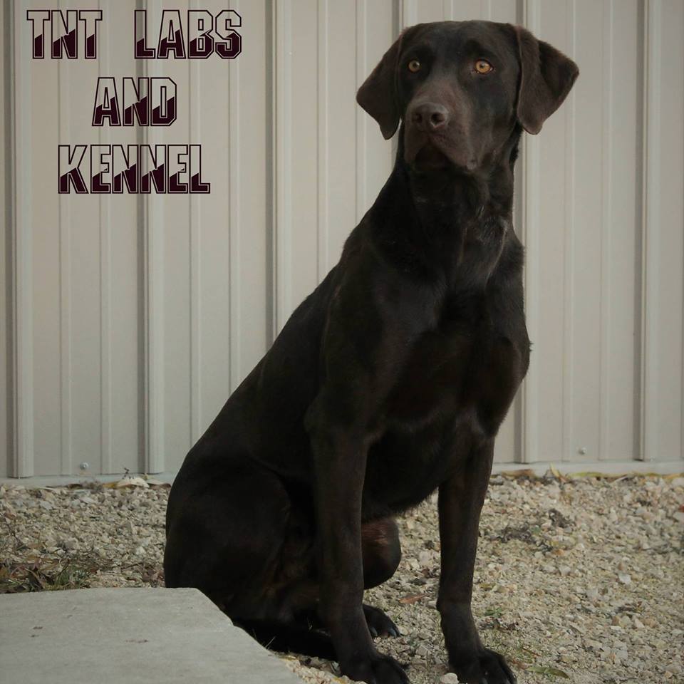 TNT Barracuda's Lonely Eyes | Chocolate Labrador Retriver