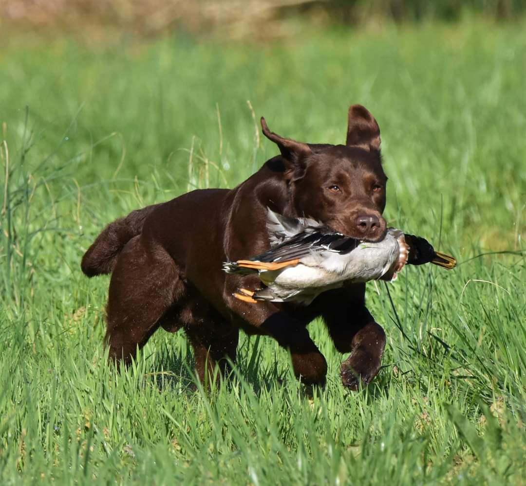 HRCH UH JND Gander Landin Ten Gauge CGC MH MHU | Chocolate Labrador Retriver