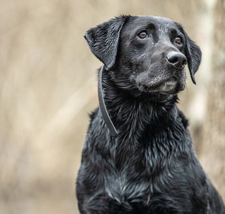 HRCH Troublesome Abbie's Man In Black | Black Labrador Retriver