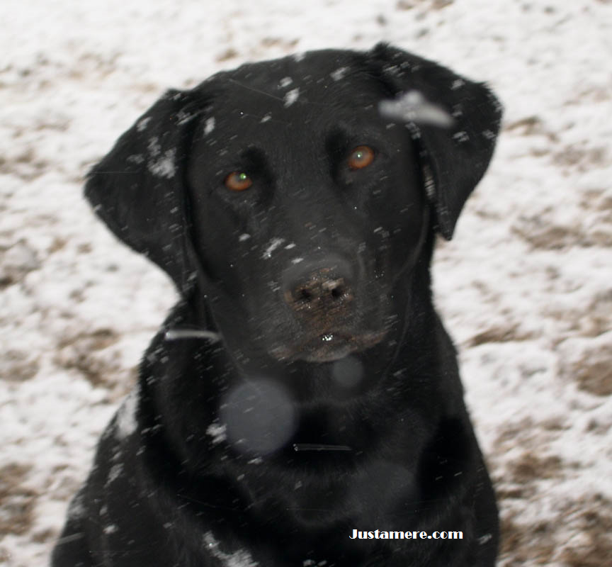 HRCH UH Justamere Arwen CD SH RE RATN CGC CC | Black Labrador Retriver