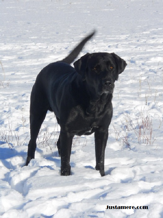 HR UH Justamere Aviator CD SH RAE CGC CC | Black Labrador Retriver