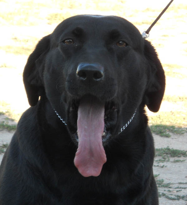 UCH SHR Justamere Fleur-de-lis CD RE CGC WC CC | Black Labrador Retriver