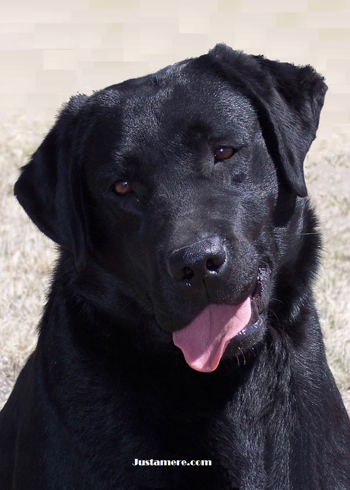 SHR Justamere Ouija CC | Black Labrador Retriver