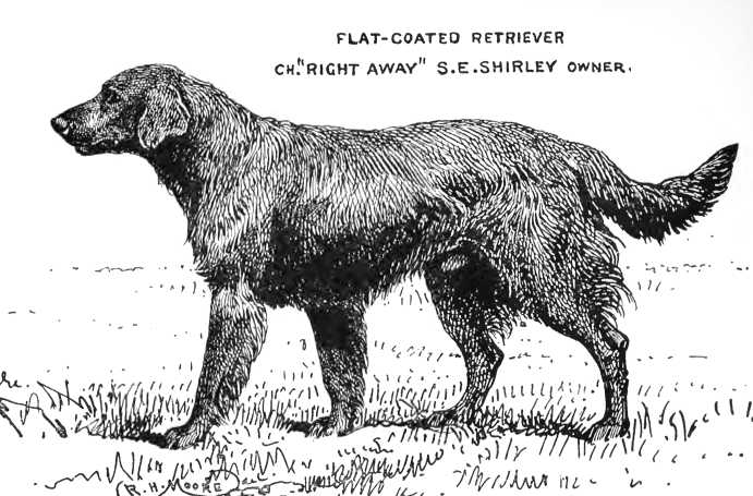 Right Away [S.E. Shirley's] | Flat-Coated Retriever 