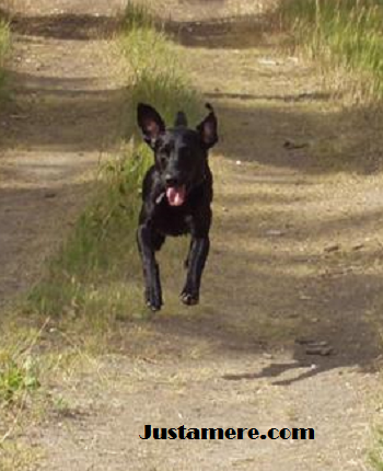 Justamere Iditarod | Black Labrador Retriver