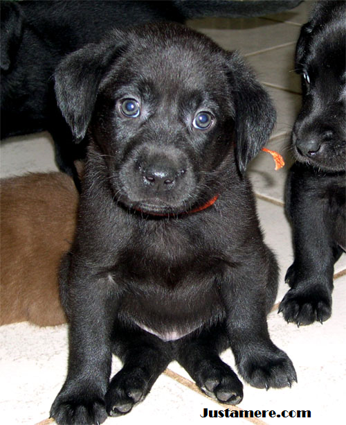 Justamere Itsy Bitsy Spyder RN CGC | Black Labrador Retriver