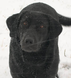 Justamere Itsy Bitsy Spyder RN CGC | Black Labrador Retriver