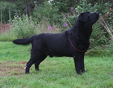 Dickendall Peacekeeper JH | Black Labrador Retriver