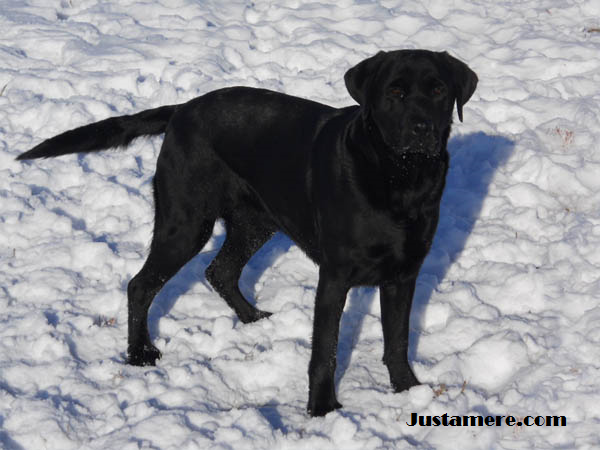 Justamere Quidditch | Black Labrador Retriver