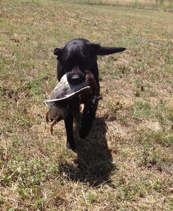 SHR Justamere Tisket A Tasket RN CC | Black Labrador Retriver