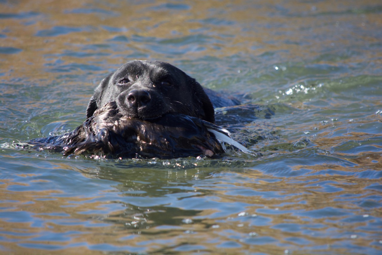 SHR Justamere Tisket A Tasket RN CC | Black Labrador Retriver