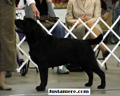 CH UCH SHR Big Skys Justamere Lido Shuffle WC | Black Labrador Retriver