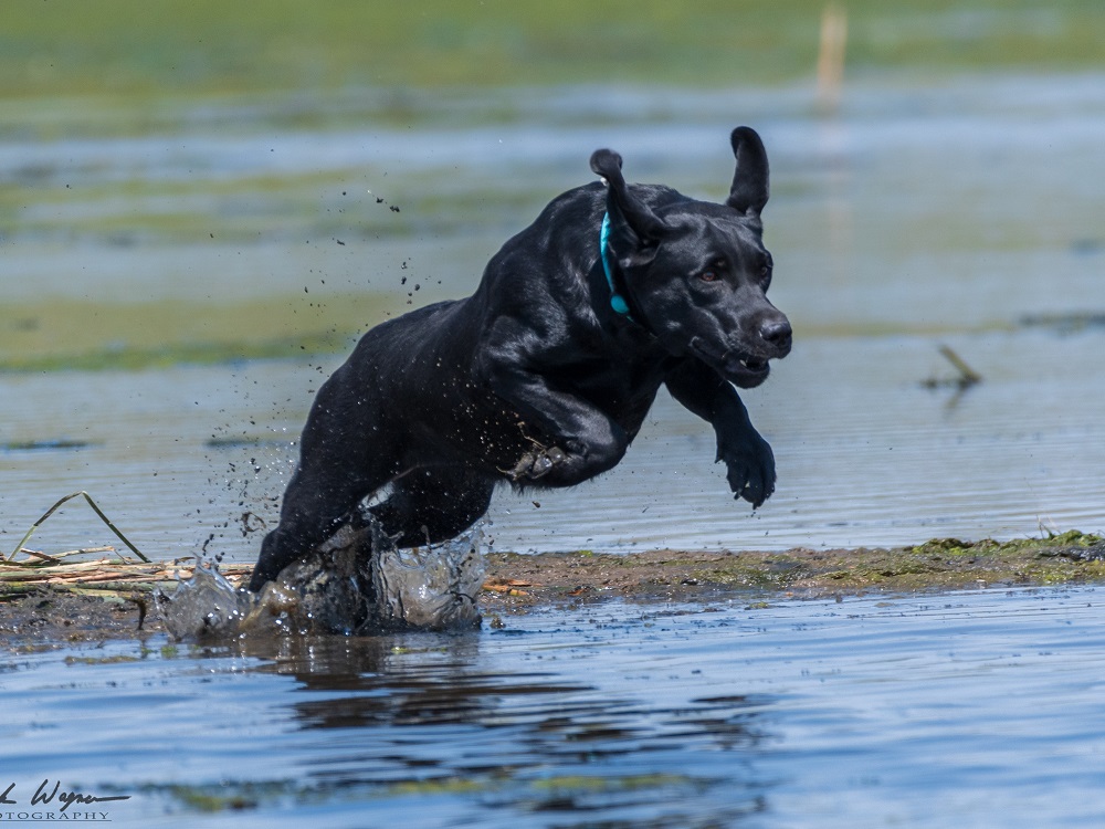 Justamere Wynken Blynken WC | Black Labrador Retriver